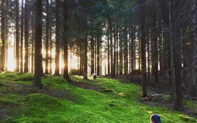 Valtuustoaloite Nurmijärven kunnan siirtymisestä avohakkuuttomaan metsänhoitoon